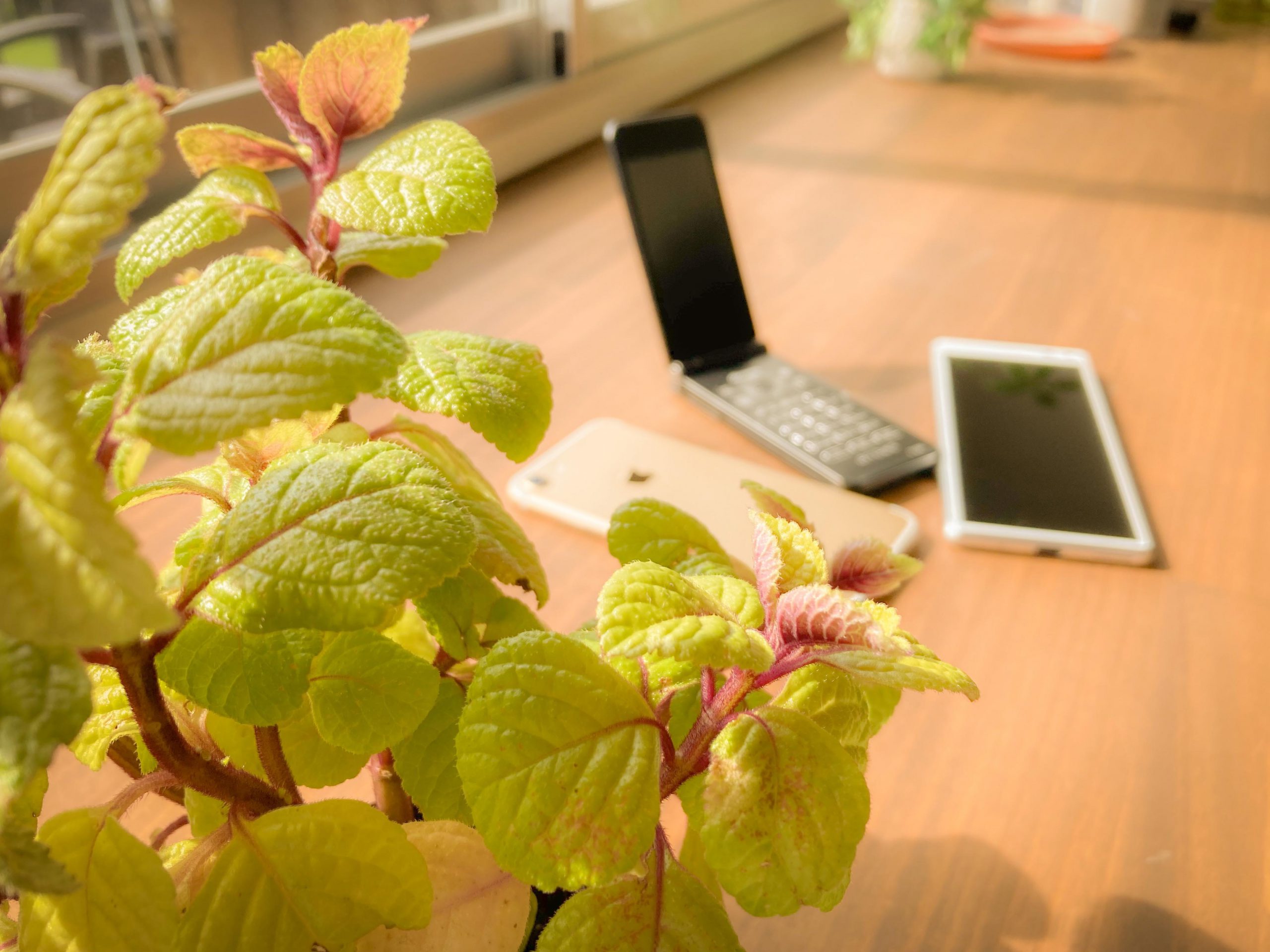 ＩＴよろず相談